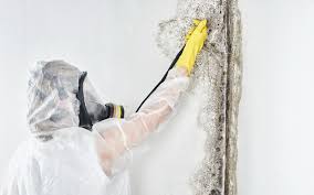 Reliable Sullivans Island, SC Mold Removal Solutions